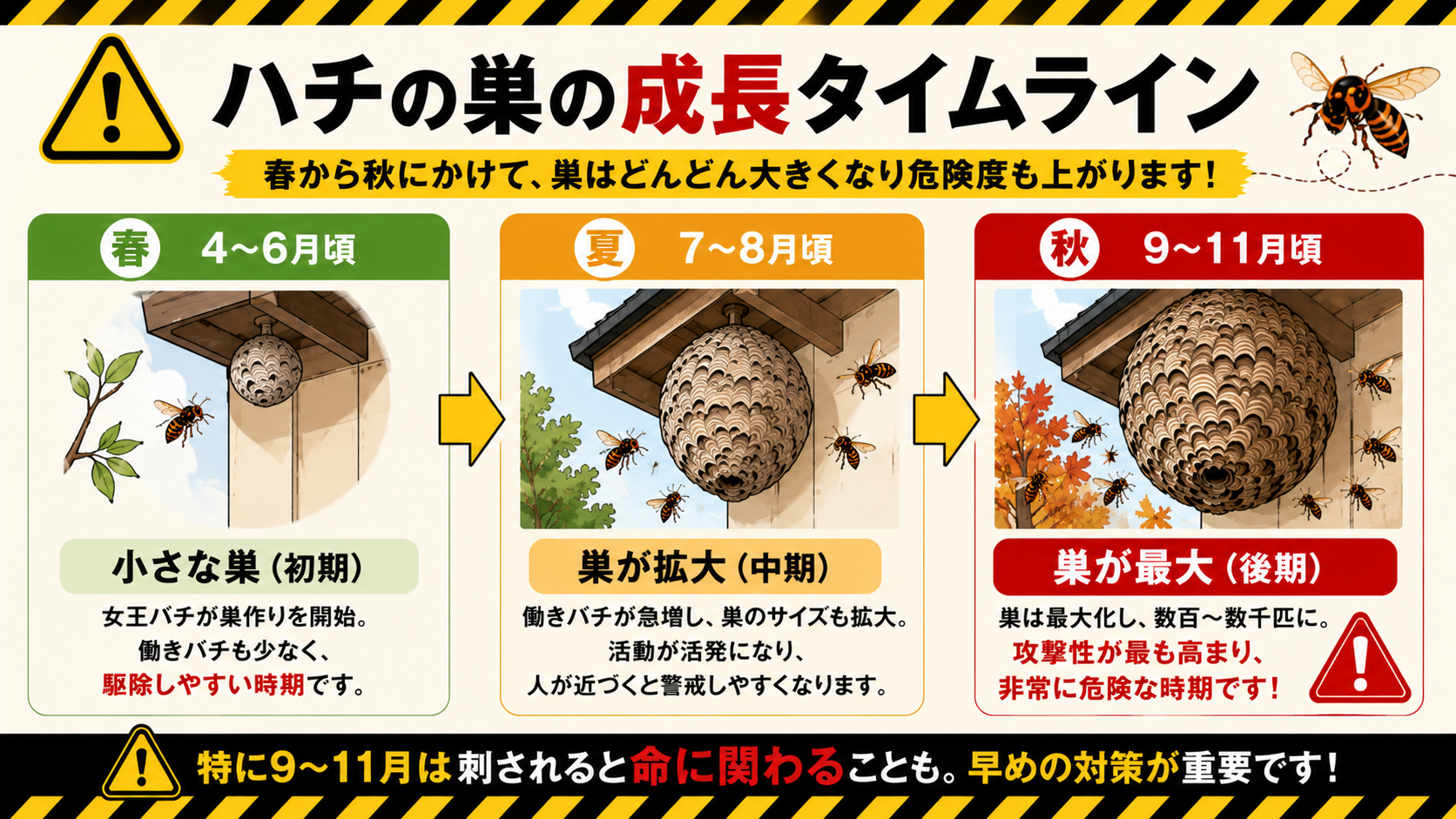 ハチの巣の成長タイムライン（春→夏→秋）