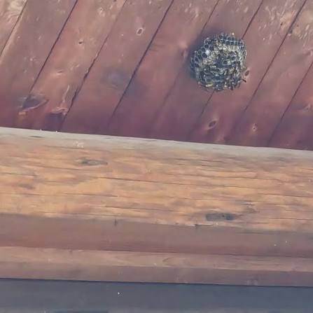 実家の軒下にできた蜂の巣（実際に撮影）
