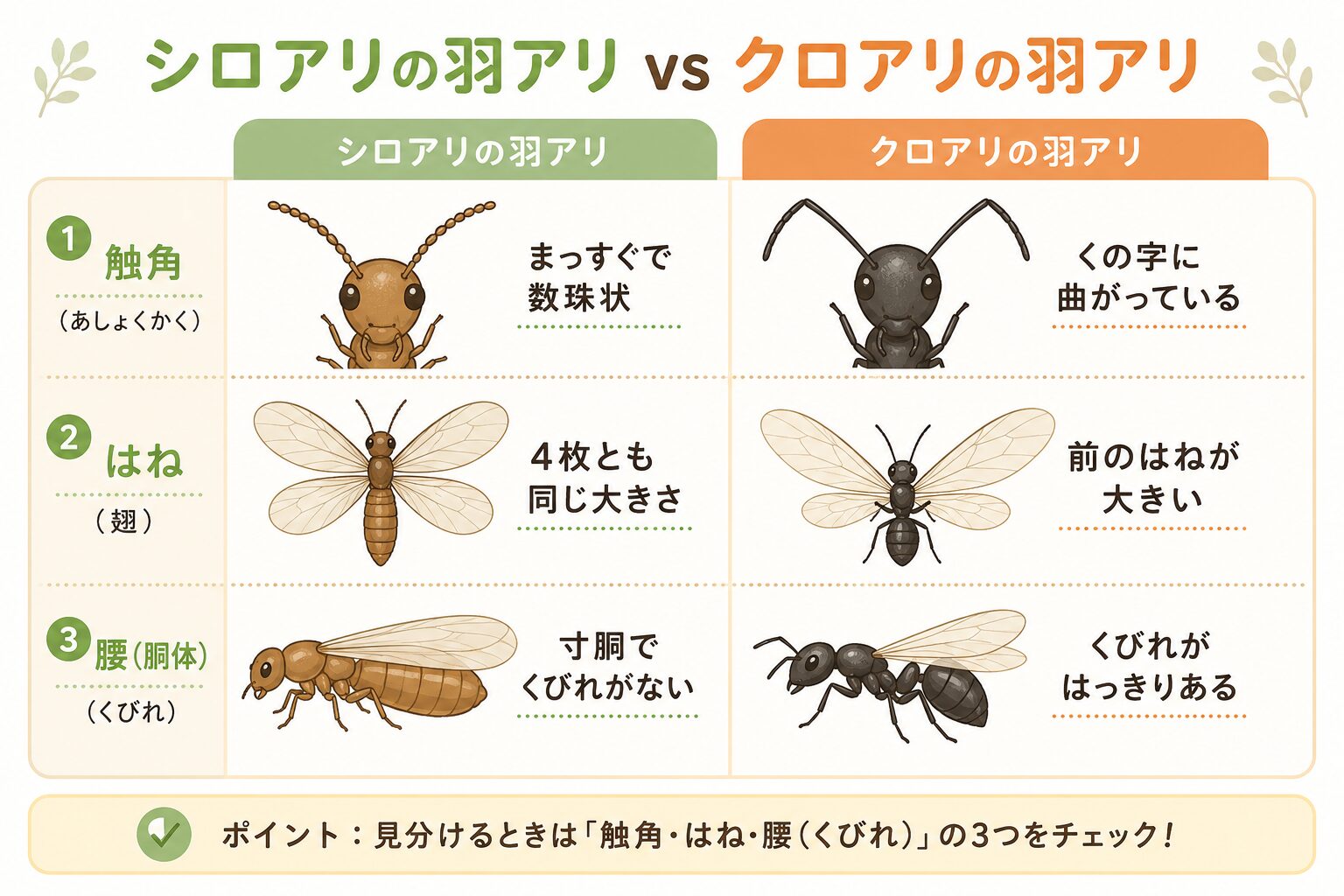 シロアリの羽アリとクロアリの羽アリの見分け方（触角・はね・腰の3点比較）